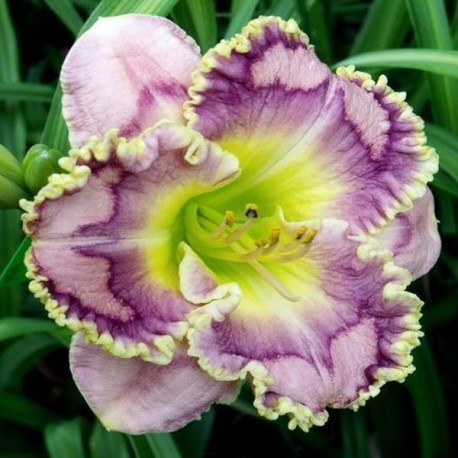 Hemerocallis 'Xyllophone Jazz'