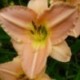 Hemerocallis 'Yasmin'