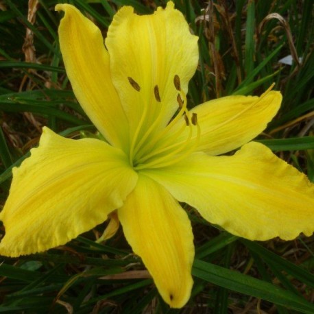 Hemerocallis 'Yellow Mammoth'