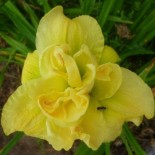 Hemerocallis 'Yellow Submarine'