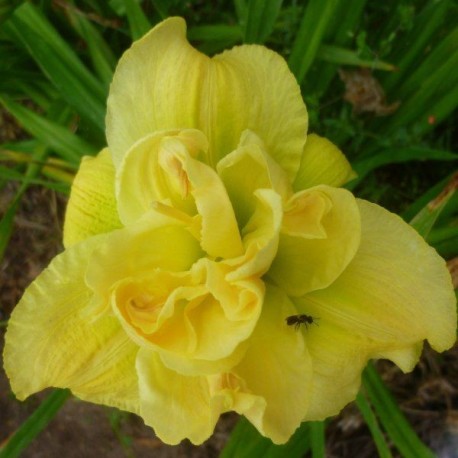 Hemerocallis 'Yellow Submarine'