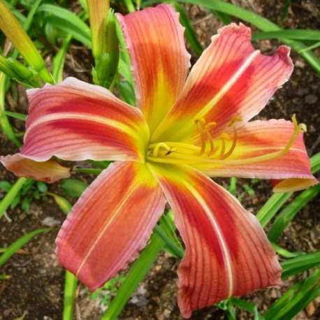 Hemerocallis 'Zip Boom Bah'