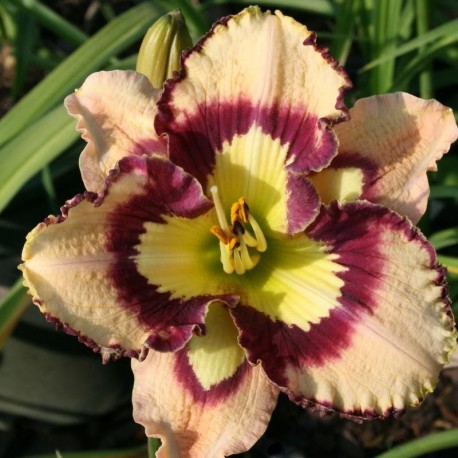 Hemerocallis 'Spacecoast Sea Shells'