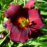 Hemerocallis 'Gipsy Turtle'