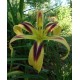 Hemerocallis 'Free Wheelin'