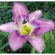 Hemerocallis 'Ada May Music'