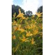 Hemerocallis 'Autumn Minaret'