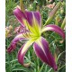 Hemerocallis 'Awesome Butterfly'