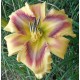 Hemerocallis 'Aztec Sun Mirror'