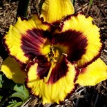 Hemerocallis 'Buzzun Dozen'