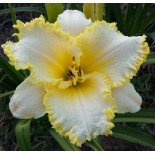 Hemerocallis 'Admiral's Braid'