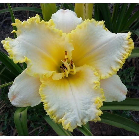 Hemerocallis 'Admiral's Braid'