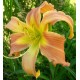 Hemerocallis 'All American Windmill'