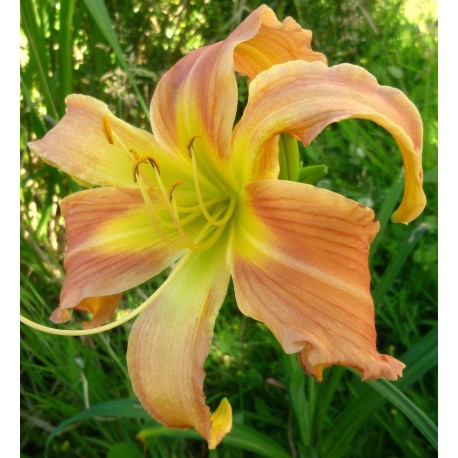 Hemerocallis 'All American Windmill'