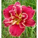 Hemerocallis 'Amanda's Little Red Shoes'