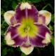 Hemerocallis 'Answering Angels'