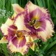 Hemerocallis 'Ann Hathaway's Garden'