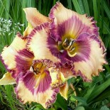 Hemerocallis 'Ann Hathaway's Garden'