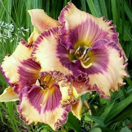 Hemerocallis 'Ann Hathaway's Garden'