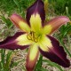 Hemerocallis 'Applique'