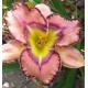 Hemerocallis 'Aztec Art'
