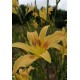 Hemerocallis 'Autumn Minaret'