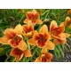 Hemerocallis 'Avant Garde'