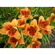 Hemerocallis 'Avant Garde'