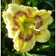 Hemerocallis 'Aztec Headdress'