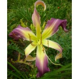 Hemerocallis 'Azure Wings'