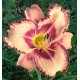 Hemerocallis 'Bama Girl Tee'