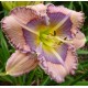 Hemerocallis 'Cosmic Odyssey'