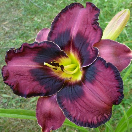 Hemerocallis 'Beaming Blessings'