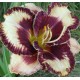 Hemerocallis 'Beauty Marked'