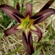 Hemerocallis 'Black Arrowhead'