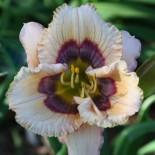 Hemerocallis 'Blue Desire'