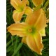 Hemerocallis 'Colonel Simon'