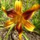 Hemerocallis 'Calico Spider'