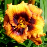 Hemerocallis 'Madeline Nettles Eyes'