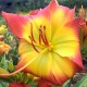 Hemerocallis 'Evidence of Aliens'