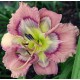 Hemerocallis 'Angel Love'