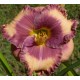 Hemerocallis 'Ann Hathaway's Garden'