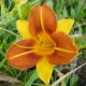 Hemerocallis 'Arlequin'