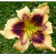 Hemerocallis 'Bambi'