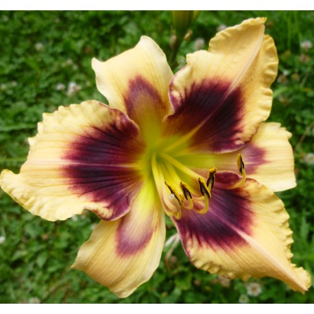 Hemerocallis 'Bambi'