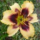 Hemerocallis 'Bambi'