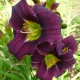 Hemerocallis 'Belamie'