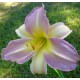 Hemerocallis 'Ben Arthur Davis'