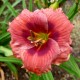 Hemerocallis 'Brookwood Corrie Shafer'