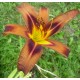 Hemerocallis 'Brown Witch'